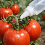 hiiglasliku-tomatisaagi-saladus-on-peidus-apteegi-boorhappepudelis.png