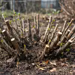 Kuidas panna karusmarjad kevadist pügamist kasutades ämbrites vilja kandma kuidas-panna-karusmarjad-kevadist-pugamist-kasutades-ambrites-vilja-kandma.png