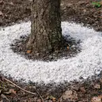 H1: Ploom kuivab ja ei kanna vilja: miks ma kevadel puistan alati ringi ümber tüve dolomiidijahuga h1-ploom-kuivab-ja-ei-kanna-vilja-miks-ma-kevadel.png