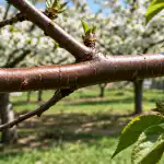 H1: Suvised lehetäid kirssidel kaovad igaveseks pärast ühte lihtsat kevadist hooldust h1-suvised-lehetaid-kirssidel-kaovad-igaveseks-parast-uhte-lihtsat-kevadist.png