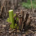 Hiiglasliku saagi saladus peitub vaarikate õiges kevadises pügamises. hiiglasliku-saagi-saladus-peitub-vaarikate-oiges-kevadises-pugamises.png