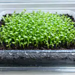 Kas lobeelia seemikud kuivavad teie silme all ära? Leiti viis kapriissete seemikute päästmiseks kas-lobeelia-seemikud-kuivavad-teie-silme-all-ara-leiti-viis.png