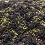 Kevadine haljasväetis muudab kurnatud pinnase lahtiseks mustaks mullaks kevadine-haljasvaetis-muudab-kurnatud-pinnase-lahtiseks-mustaks-mullaks.png