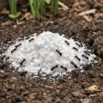 Kevadine sooda sipelgate vastu paneb putukad igaveseks unustama tee teie peenrasse kevadine-sooda-sipelgate-vastu-paneb-putukad-igaveseks-unustama-tee-teie.png