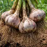 Kuidas kasvatada kevadel seemnetest hiiglaslikku küüslauku tõestatud viisil kuidas-kasvatada-kevadel-seemnetest-hiiglaslikku-kuuslauku-toestatud-viisil.png