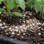 kuidas-panna-tomati-seemikud-kasvama-ka-koige-odavamas-mullas.png
