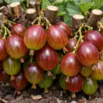 Kuidas üks kevadine pügamine muudab okkalise põõsa suurte marjade konveieriks kuidas-uks-kevadine-pugamine-muudab-okkalise-poosa-suurte-marjade-konveieriks.png