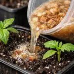 Leivakäivitaja paneb seemikud kaks korda kiiremini kasvama leivakaivitaja-paneb-seemikud-kaks-korda-kiiremini-kasvama.png