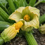 Miks kasvavad suvikõrvitsal ainult tühjad õied ja kuidas seda ühe päevaga parandada miks-kasvavad-suvikorvitsal-ainult-tuhjad-oied-ja-kuidas-seda-uhe.png