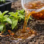 Miks on sibulaleotis aprillis ja mais asendamatu miks-on-sibulaleotis-aprillis-ja-mais-asendamatu.png