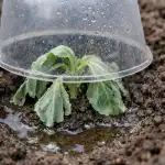 miks-surevad-kapsa-seemikud-kohe-parast-maasse-istutamist.png