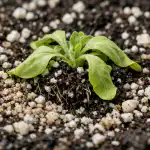 Miks surevad õrnad petuunia seemikud kohe pärast siirdamist? miks-surevad-ornad-petuunia-seemikud-kohe-parast-siirdamist.png