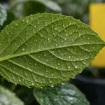 Miks tavapärased abinõud ei aita miks-tavaparased-abinoud-ei-aita.png