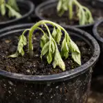 Miks tomati seemikud kohe pärast korjamist maha kukuvad? miks-tomati-seemikud-kohe-parast-korjamist-maha-kukuvad.png