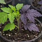 Miks tomati seemikud muutuvad lillaks ja kuidas seda üleöö peatada miks-tomati-seemikud-muutuvad-lillaks-ja-kuidas-seda-uleoo-peatada.png