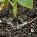 Noore kurgi peamised vaenlased noore-kurgi-peamised-vaenlased.png