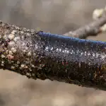 Pärast seda kevadist töötlemist kaovad puudelt soomusputukad täielikult parast-seda-kevadist-tootlemist-kaovad-puudelt-soomusputukad-taielikult.png