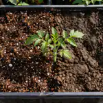 Peamised erinevused lahtise pinnase ja tiheda mulla vahel peamised-erinevused-lahtise-pinnase-ja-tiheda-mulla-vahel.png