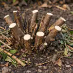 Sügisene kuslapuu pügamine muudab teie põõsa marjade konveieriks sugisene-kuslapuu-pugamine-muudab-teie-poosa-marjade-konveieriks.png