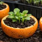 Tugevate seemikute saladus on peidus tavalises apelsinikoores tugevate-seemikute-saladus-on-peidus-tavalises-apelsinikoores.png