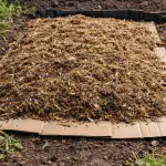 Unustatud meetod kevadiseks umbrohutõrjeks ilma kurnava rohimiseta unustatud-meetod-kevadiseks-umbrohutorjeks-ilma-kurnava-rohimiseta.png