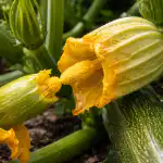 Varajase saagikoristuse saladus ehk miks su suvikõrvits õitseb tühjalt varajase-saagikoristuse-saladus-ehk-miks-su-suvikorvits-oitseb-tuhjalt.png