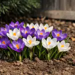 Avastame tühjade lillepeenarde saladuse ehk miks krookused varjus ei õitse avastame-tuhjade-lillepeenarde-saladuse-ehk-miks-krookused-varjus-ei-oitse.png