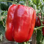 Hiiglaslike paprikate saladus peitub ühes lihtsas toitmises. hiiglaslike-paprikate-saladus-peitub-uhes-lihtsas-toitmises.png