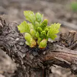 Kuidas panna viinamarjad pärast ootamatuid kevadkülma vilja kandma kuidas-panna-viinamarjad-parast-ootamatuid-kevadkulma-vilja-kandma.png