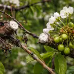 Kuidas säästa saaki, kui kirss keeldub salakavala monilioosi tõttu kevadel vilja kandmast kuidas-saasta-saaki-kui-kirss-keeldub-salakavala-monilioosi-tottu-kevadel.png