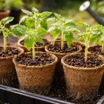 Miks on kõige parem istutada tomati istikud kevadel turbapottidesse võimsa saagi saamiseks? miks-on-koige-parem-istutada-tomati-istikud-kevadel-turbapottidesse-voimsa.png