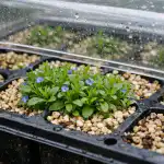 Õrn lobeelia äkilise närbumise eest päästmise saladus kassettides orn-lobeelia-akilise-narbumise-eest-paastmise-saladus-kassettides.png