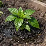 Paprika seemikute päästmine kevadises mullas närbumisest ühe päevaga paprika-seemikute-paastmine-kevadises-mullas-narbumisest-uhe-paevaga.png