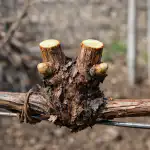 Peamised erinevused kevade ja sügise lähenemise vahel peamised-erinevused-kevade-ja-sugise-lahenemise-vahel.png